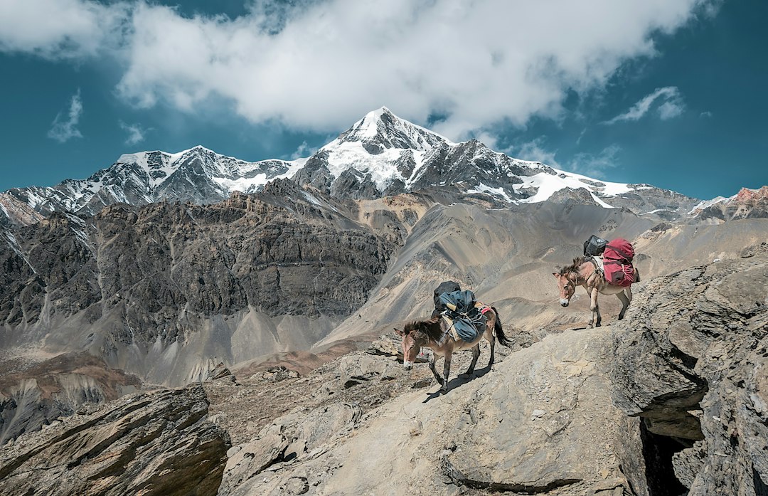 Pack animals carrying supplies along a Himalayan trekking trail Pack animals carrying supplies along a Himalayan trekking trail