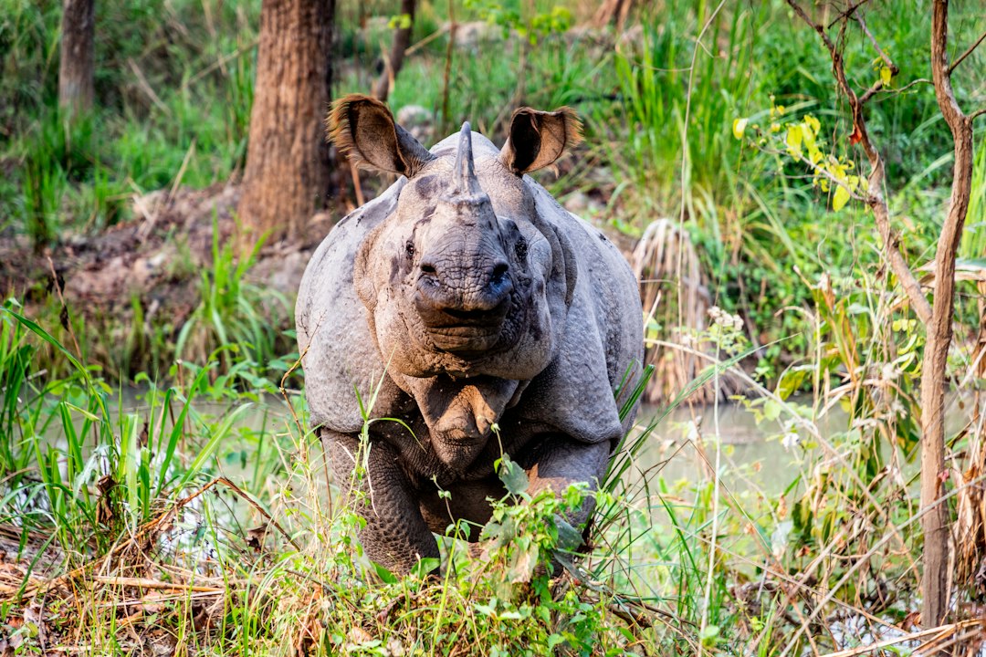 One-horned rhinoceros grazing in Chitwan National Park One-horned rhinoceros grazing in Chitwan National Park