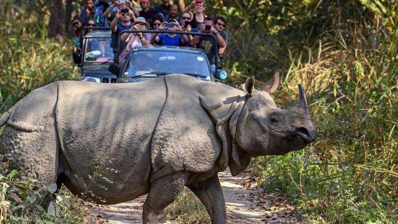 Chitwan Jungle Safari - Nepal travel package