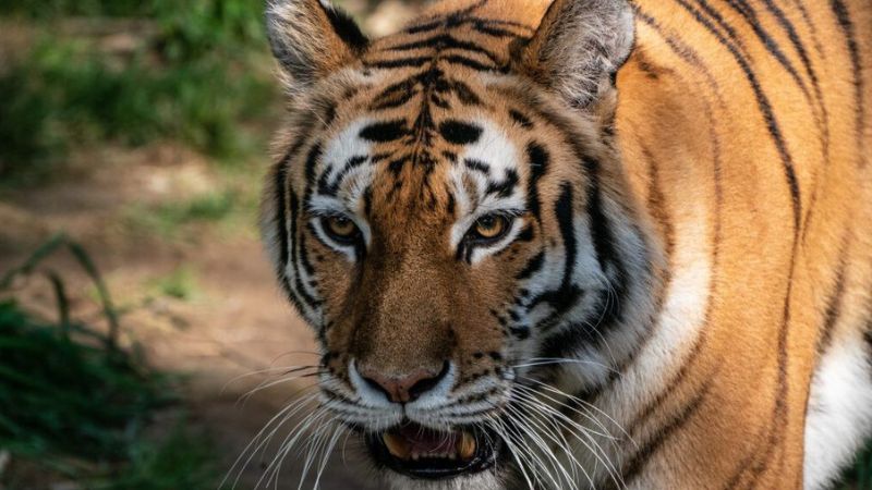 Bardiya National Park - Nepal travel package