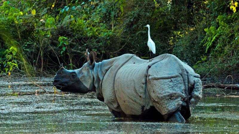 Bardiya National Park 4/5 Days - Nepal travel package