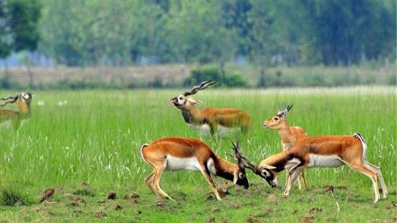 Koshi Tappu Wildlife